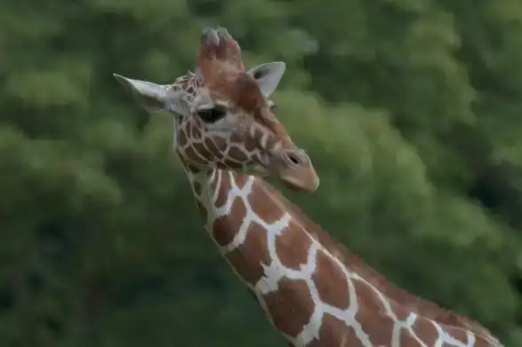 adjustment-layers-tutorial