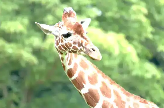 adjustment-layers-tutorial