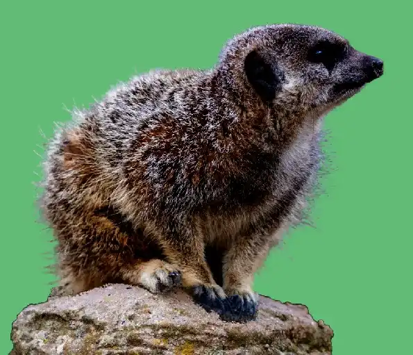 adjustment-layers-tutorial