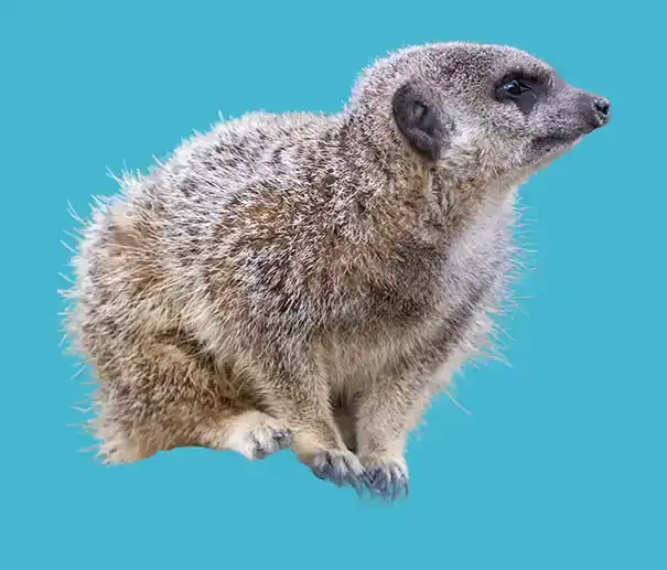 adjustment-layers-tutorial