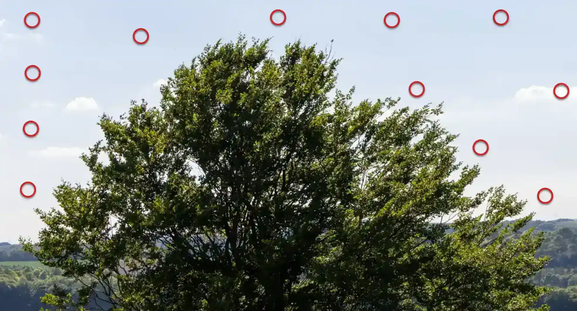 Photoshop Magic Wand Selection Tool Tutorial