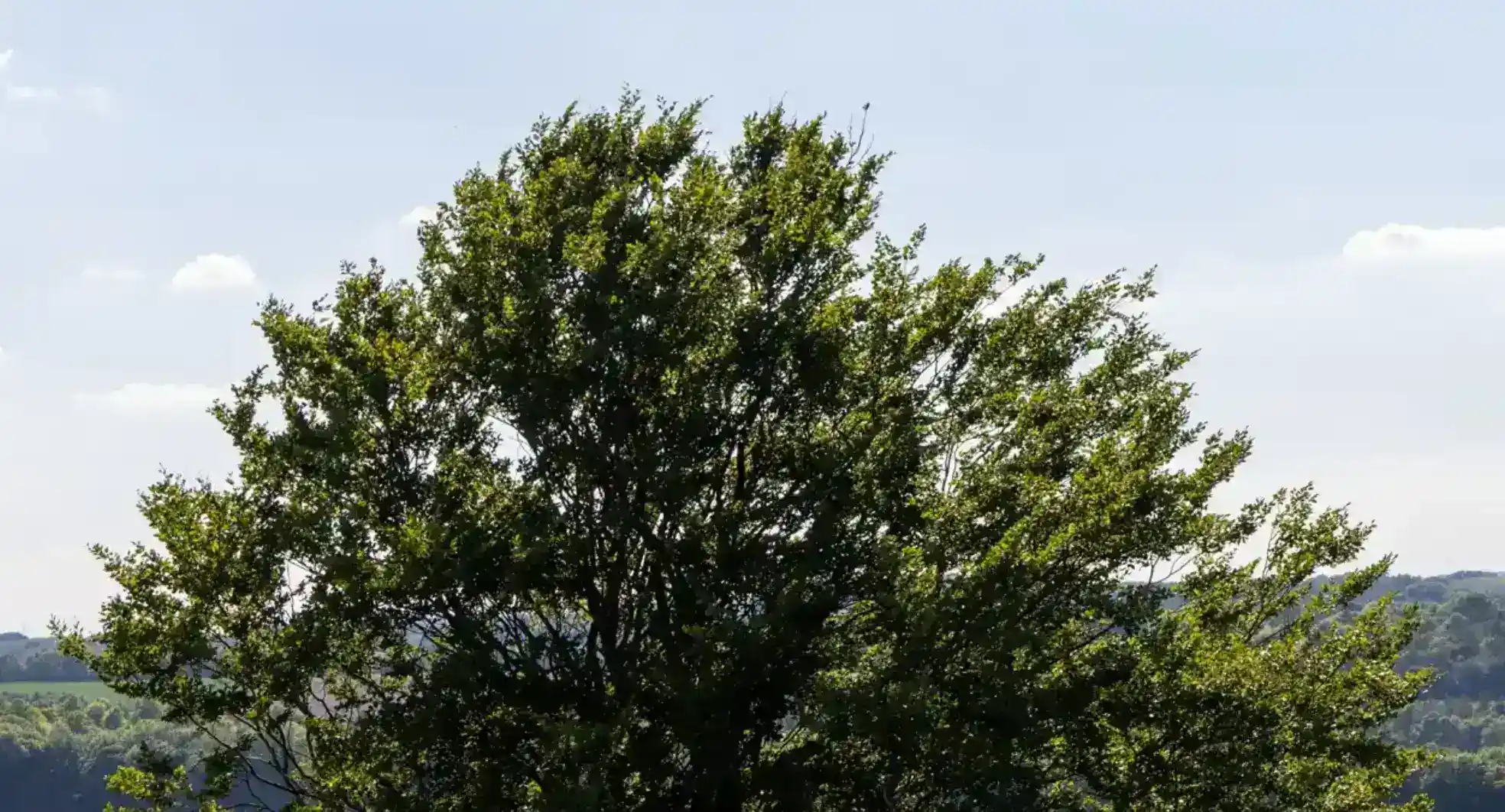 Photoshop Magic Wand Selection Tool Tutorial