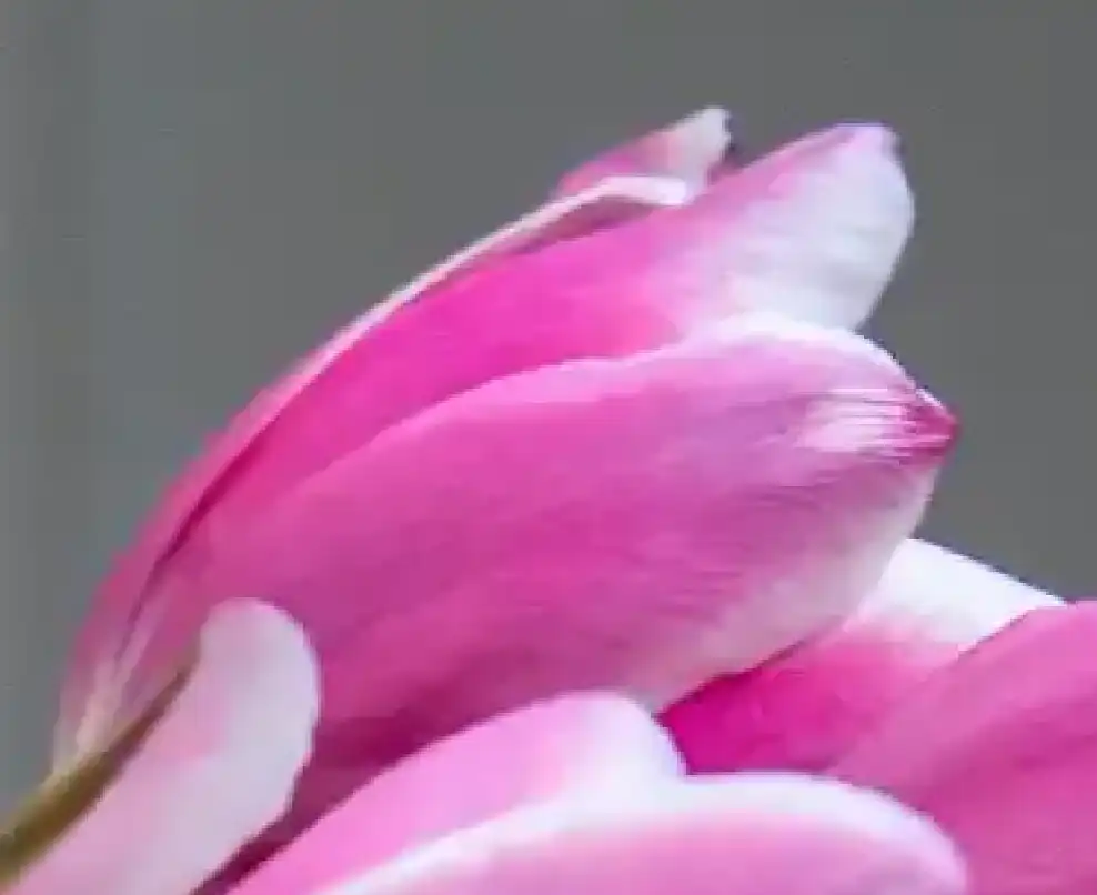 Photoshop Mixer Brush Tool Tutorial