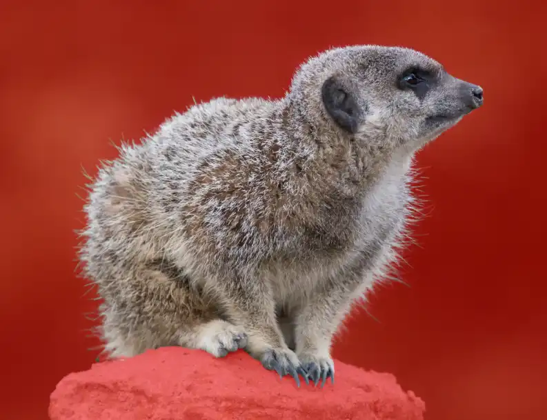 Photoshop Select and Mask Tool Tutorial