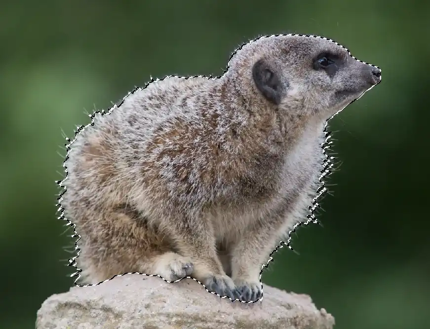 Photoshop Select and Mask Tool Tutorial