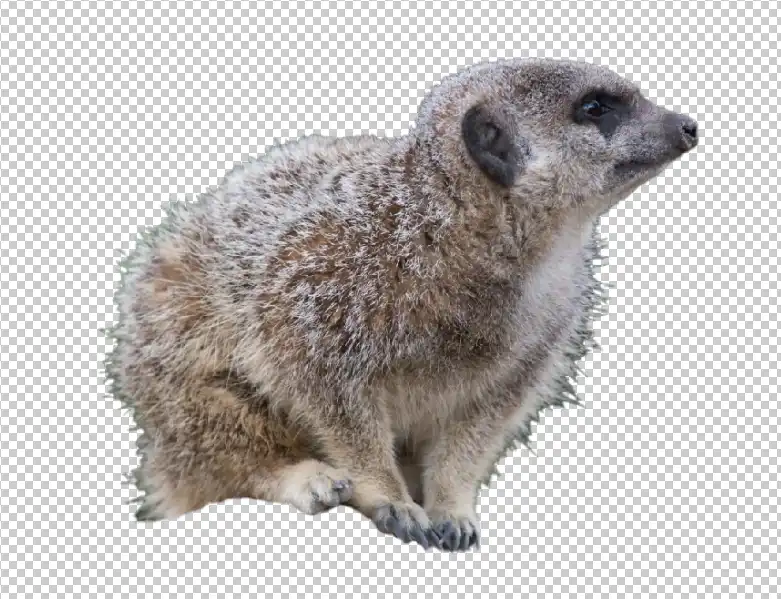 Photoshop Select and Mask Tool Tutorial