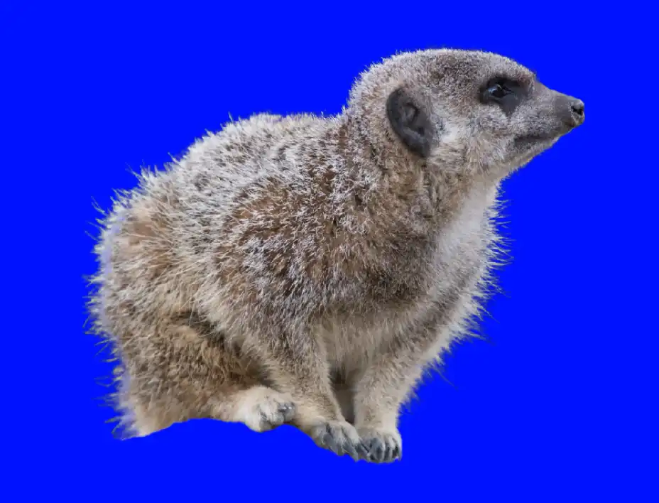 Photoshop Select and Mask Tool Tutorial