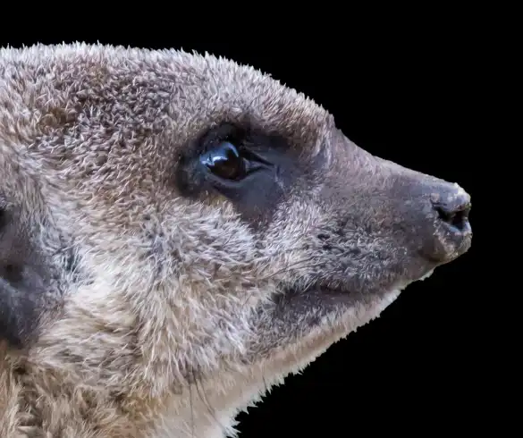 Photoshop Select and Mask Tool Tutorial